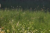 A Festival of Dragons These dragons are warming up in the first rays of the sun as it comes into the valley. They spent the night hanging from the paddy field produce, amongst a few thousand long jawed spiders and argiope spiders, various mantids.<br />
<br />
I am so lucky, across the road from my house, there is a 25m square patch of undeveloped land, over which a swarm of flavescens entertain me all day long, and I don't need to leave my chair :)<br />
<br />
Location is Bandung, West Java, Indonesia. Alongside a stream and paddy fields.<br />
http://www.jungledragon.com/image/38587/pantala_flavescens_the_globe_skimmer.html Bandung,Java,Pantala flavescens,Wandering Glider,West Java,dragon,dragonfly,globe skimmer