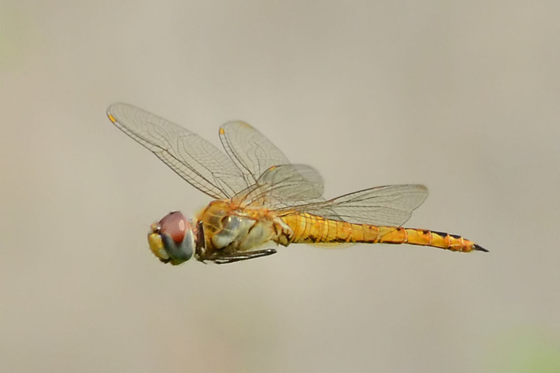 Pantala flavescens Globe Skimmer in Flight Location is Bandung, West Java, Indonesia. Alongside a stream and paddy fields.<br />
<figure class="photo"><a href="https://www.jungledragon.com/image/38606/pantala_flavescens_globe_skimmer_in_flight.html" title="Pantala flavescens Globe Skimmer in Flight"><img src="https://s3.amazonaws.com/media.jungledragon.com/images/2784/38606_thumb.JPG?AWSAccessKeyId=05GMT0V3GWVNE7GGM1R2&Expires=1763596810&Signature=yeDZ1xvOn8dBe2J2Ej5JnGCFlNA%3D" width="200" height="200" alt="Pantala flavescens Globe Skimmer in Flight In-flight dragon shots are always difficult You need that precision standard of focus with the complication that the bug is moving, and not particularly slowly either. Add to this, that the opportunities for the next single shot could be quite a wait.<br />
<br />
The complication of the movement means that the relatively slow speeds of the flash range are not going to be of any use. So no secondary lighting and it is all about exposure times and available lighting.<br />
<br />
If the day is overcast and dull, you might as well forget it and do something else. Ideally you want exp 4000th sec, ISO 400, F11. But for these settings, you are going to need arc lighting conditions. Settings have to be compromised.<br />
<br />
I have a few very good shots as slow as 1000th sec, but I never go any slower. I control my setting from shutter priority mode.<br />
<br />
The aperture setting needs to be small in order to achieve a depth of field. However if light is not perfect, aperture must be opened rather than compromising speed.<br />
<br />
The ISO setting is a good way to maintain speed, but there is grain degredation, especially as you will be cropping in on the image. I have shot at ISO 2000 but it is woolly at best. I would say ISO 1000 is the limit for me.<br />
<br />
If you keep the sun behind, you may be able to under expose by a stop, and pull the image back at the lab, during the editing process.<br />
<br />
Focusing is not realistically possible, things just move too fast. You must first pay attention to the dragon movements, then pre-focus at a distance close enough to give you something to work with back at the lab, and far enough away to give you more successful shots. If you want a full screen 20Mp shot, it could take a couple of thousand clicks and several weeks. If you settle for a 1200px square, you might get half a dozen contenders in an hour and a hundred clicks.<br />
<br />
The beauty of flavescens is that they fly in clouds and are inquisitive. If you keep still, they will explore you. I have arrived at the shoot with not a dragon in sight, and within the time it takes me to set-up, a dozen dragons arrive. This was when I was shooting them daily.<br />
<br />
One last point; the DSLR and 105mm lens are heavy when continuously being held to the face. I use a monopod and tuck it into my trouser belt for continuous support.<br />
<br />
Location is Bandung, West Java, Indonesia. Alongside a stream and paddy fields.<br />
http://www.jungledragon.com/image/38605/pantala_flavescens_9621.html<br />
http://www.jungledragon.com/image/38607/pantala_flavescens_9651.html Bandung,Geotagged,Indonesia,Java,Pantala flavescens,Summer,Wandering Glider,West Java,dragon,dragonfly,flight,globe skimmer" /></a></figure> Bandung,Geotagged,Indonesia,Java,Pantala flavescens,Summer,Wandering Glider,West Java,dragon,dragonfly,flight,globe skimmer