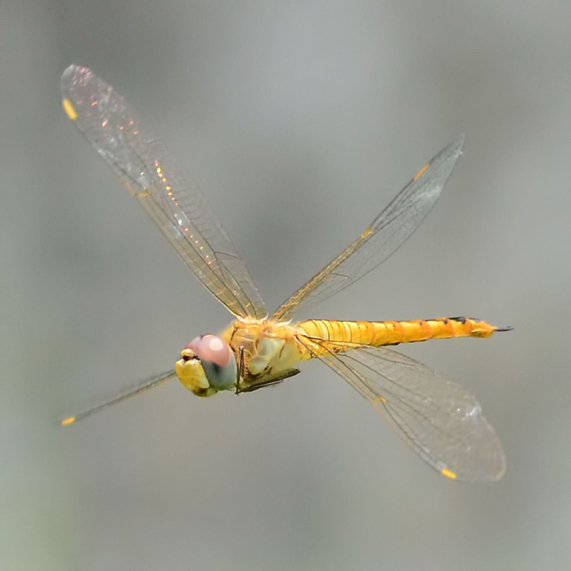 Pantala flavescens Globe Skimmer in Flight In-flight dragon shots are always difficult You need that precision standard of focus with the complication that the bug is moving, and not particularly slowly either. Add to this, that the opportunities for the next single shot could be quite a wait.<br />
<br />
The complication of the movement means that the relatively slow speeds of the flash range are not going to be of any use. So no secondary lighting and it is all about exposure times and available lighting.<br />
<br />
If the day is overcast and dull, you might as well forget it and do something else. Ideally you want exp 4000th sec, ISO 400, F11. But for these settings, you are going to need arc lighting conditions. Settings have to be compromised.<br />
<br />
I have a few very good shots as slow as 1000th sec, but I never go any slower. I control my setting from shutter priority mode.<br />
<br />
The aperture setting needs to be small in order to achieve a depth of field. However if light is not perfect, aperture must be opened rather than compromising speed.<br />
<br />
The ISO setting is a good way to maintain speed, but there is grain degredation, especially as you will be cropping in on the image. I have shot at ISO 2000 but it is woolly at best. I would say ISO 1000 is the limit for me.<br />
<br />
If you keep the sun behind, you may be able to under expose by a stop, and pull the image back at the lab, during the editing process.<br />
<br />
Focusing is not realistically possible, things just move too fast. You must first pay attention to the dragon movements, then pre-focus at a distance close enough to give you something to work with back at the lab, and far enough away to give you more successful shots. If you want a full screen 20Mp shot, it could take a couple of thousand clicks and several weeks. If you settle for a 1200px square, you might get half a dozen contenders in an hour and a hundred clicks.<br />
<br />
The beauty of flavescens is that they fly in clouds and are inquisitive. If you keep still, they will explore you. I have arrived at the shoot with not a dragon in sight, and within the time it takes me to set-up, a dozen dragons arrive. This was when I was shooting them daily.<br />
<br />
One last point; the DSLR and 105mm lens are heavy when continuously being held to the face. I use a monopod and tuck it into my trouser belt for continuous support.<br />
<br />
Location is Bandung, West Java, Indonesia. Alongside a stream and paddy fields.<br />
<figure class="photo"><a href="https://www.jungledragon.com/image/38605/pantala_flavescens_globe_skimmer_in_flight.html" title="Pantala flavescens Globe Skimmer in Flight"><img src="https://s3.amazonaws.com/media.jungledragon.com/images/2784/38605_thumb.JPG?AWSAccessKeyId=05GMT0V3GWVNE7GGM1R2&Expires=1759968010&Signature=WxLvcElAWUA8uyN3U%2BsSVG%2FpxQE%3D" width="200" height="134" alt="Pantala flavescens Globe Skimmer in Flight Location is Bandung, West Java, Indonesia. Alongside a stream and paddy fields.<br />
http://www.jungledragon.com/image/38606/pantala_flavescens_9571.html Bandung,Geotagged,Indonesia,Java,Pantala flavescens,Summer,Wandering Glider,West Java,dragon,dragonfly,flight,globe skimmer" /></a></figure><br />
<figure class="photo"><a href="https://www.jungledragon.com/image/38607/pantala_flavescens_globe_skimmer_in_flight.html" title="Pantala flavescens Globe Skimmer in Flight"><img src="https://s3.amazonaws.com/media.jungledragon.com/images/2784/38607_thumb.JPG?AWSAccessKeyId=05GMT0V3GWVNE7GGM1R2&Expires=1759968010&Signature=2hnnwlNoCy3C%2FP4m%2FiFZCeYaORQ%3D" width="200" height="142" alt="Pantala flavescens Globe Skimmer in Flight Location is Bandung, West Java, Indonesia. Alongside a stream and paddy fields.<br />
http://www.jungledragon.com/image/38606/pantala_flavescens_9571.html Bandung,Geotagged,Indonesia,Java,Pantala flavescens,Summer,Wandering Glider,West Java,dragon,dragonfly,flight,globe skimmer" /></a></figure> Bandung,Geotagged,Indonesia,Java,Pantala flavescens,Summer,Wandering Glider,West Java,dragon,dragonfly,flight,globe skimmer