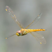 Pantala flavescens Globe Skimmer in Flight In-flight dragon shots are always difficult You need that precision standard of focus with the complication that the bug is moving, and not particularly slowly either. Add to this, that the opportunities for the next single shot could be quite a wait.<br />
<br />
The complication of the movement means that the relatively slow speeds of the flash range are not going to be of any use. So no secondary lighting and it is all about exposure times and available lighting.<br />
<br />
If the day is overcast and dull, you might as well forget it and do something else. Ideally you want exp 4000th sec, ISO 400, F11. But for these settings, you are going to need arc lighting conditions. Settings have to be compromised.<br />
<br />
I have a few very good shots as slow as 1000th sec, but I never go any slower. I control my setting from shutter priority mode.<br />
<br />
The aperture setting needs to be small in order to achieve a depth of field. However if light is not perfect, aperture must be opened rather than compromising speed.<br />
<br />
The ISO setting is a good way to maintain speed, but there is grain degredation, especially as you will be cropping in on the image. I have shot at ISO 2000 but it is woolly at best. I would say ISO 1000 is the limit for me.<br />
<br />
If you keep the sun behind, you may be able to under expose by a stop, and pull the image back at the lab, during the editing process.<br />
<br />
Focusing is not realistically possible, things just move too fast. You must first pay attention to the dragon movements, then pre-focus at a distance close enough to give you something to work with back at the lab, and far enough away to give you more successful shots. If you want a full screen 20Mp shot, it could take a couple of thousand clicks and several weeks. If you settle for a 1200px square, you might get half a dozen contenders in an hour and a hundred clicks.<br />
<br />
The beauty of flavescens is that they fly in clouds and are inquisitive. If you keep still, they will explore you. I have arrived at the shoot with not a dragon in sight, and within the time it takes me to set-up, a dozen dragons arrive. This was when I was shooting them daily.<br />
<br />
One last point; the DSLR and 105mm lens are heavy when continuously being held to the face. I use a monopod and tuck it into my trouser belt for continuous support.<br />
<br />
Location is Bandung, West Java, Indonesia. Alongside a stream and paddy fields.<br />
http://www.jungledragon.com/image/38605/pantala_flavescens_9621.html<br />
http://www.jungledragon.com/image/38607/pantala_flavescens_9651.html Bandung,Geotagged,Indonesia,Java,Pantala flavescens,Summer,Wandering Glider,West Java,dragon,dragonfly,flight,globe skimmer