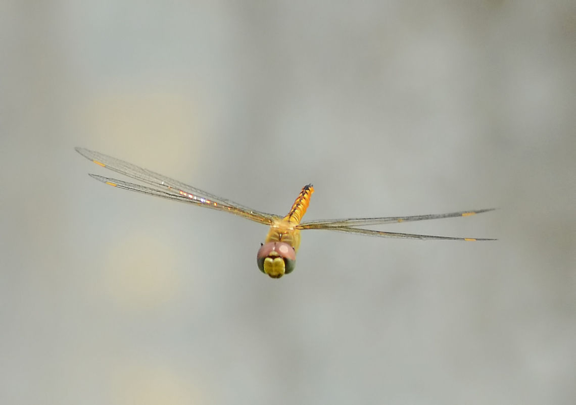 Pantala flavescens Globe Skimmer in Flight Location is Bandung, West Java, Indonesia. Alongside a stream and paddy fields.<br />
<figure class="photo"><a href="https://www.jungledragon.com/image/38606/pantala_flavescens_globe_skimmer_in_flight.html" title="Pantala flavescens Globe Skimmer in Flight"><img src="https://s3.amazonaws.com/media.jungledragon.com/images/2784/38606_thumb.JPG?AWSAccessKeyId=05GMT0V3GWVNE7GGM1R2&Expires=1770854410&Signature=x0e9QVS9yPhbf4JrGB0abP40zrk%3D" width="200" height="200" alt="Pantala flavescens Globe Skimmer in Flight In-flight dragon shots are always difficult You need that precision standard of focus with the complication that the bug is moving, and not particularly slowly either. Add to this, that the opportunities for the next single shot could be quite a wait.<br />
<br />
The complication of the movement means that the relatively slow speeds of the flash range are not going to be of any use. So no secondary lighting and it is all about exposure times and available lighting.<br />
<br />
If the day is overcast and dull, you might as well forget it and do something else. Ideally you want exp 4000th sec, ISO 400, F11. But for these settings, you are going to need arc lighting conditions. Settings have to be compromised.<br />
<br />
I have a few very good shots as slow as 1000th sec, but I never go any slower. I control my setting from shutter priority mode.<br />
<br />
The aperture setting needs to be small in order to achieve a depth of field. However if light is not perfect, aperture must be opened rather than compromising speed.<br />
<br />
The ISO setting is a good way to maintain speed, but there is grain degredation, especially as you will be cropping in on the image. I have shot at ISO 2000 but it is woolly at best. I would say ISO 1000 is the limit for me.<br />
<br />
If you keep the sun behind, you may be able to under expose by a stop, and pull the image back at the lab, during the editing process.<br />
<br />
Focusing is not realistically possible, things just move too fast. You must first pay attention to the dragon movements, then pre-focus at a distance close enough to give you something to work with back at the lab, and far enough away to give you more successful shots. If you want a full screen 20Mp shot, it could take a couple of thousand clicks and several weeks. If you settle for a 1200px square, you might get half a dozen contenders in an hour and a hundred clicks.<br />
<br />
The beauty of flavescens is that they fly in clouds and are inquisitive. If you keep still, they will explore you. I have arrived at the shoot with not a dragon in sight, and within the time it takes me to set-up, a dozen dragons arrive. This was when I was shooting them daily.<br />
<br />
One last point; the DSLR and 105mm lens are heavy when continuously being held to the face. I use a monopod and tuck it into my trouser belt for continuous support.<br />
<br />
Location is Bandung, West Java, Indonesia. Alongside a stream and paddy fields.<br />
http://www.jungledragon.com/image/38605/pantala_flavescens_9621.html<br />
http://www.jungledragon.com/image/38607/pantala_flavescens_9651.html Bandung,Geotagged,Indonesia,Java,Pantala flavescens,Summer,Wandering Glider,West Java,dragon,dragonfly,flight,globe skimmer" /></a></figure> Bandung,Geotagged,Indonesia,Java,Pantala flavescens,Summer,Wandering Glider,West Java,dragon,dragonfly,flight,globe skimmer
