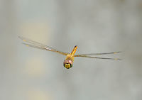 Pantala flavescens Globe Skimmer in Flight Location is Bandung, West Java, Indonesia. Alongside a stream and paddy fields.<br />
http://www.jungledragon.com/image/38606/pantala_flavescens_9571.html Bandung,Geotagged,Indonesia,Java,Pantala flavescens,Summer,Wandering Glider,West Java,dragon,dragonfly,flight,globe skimmer