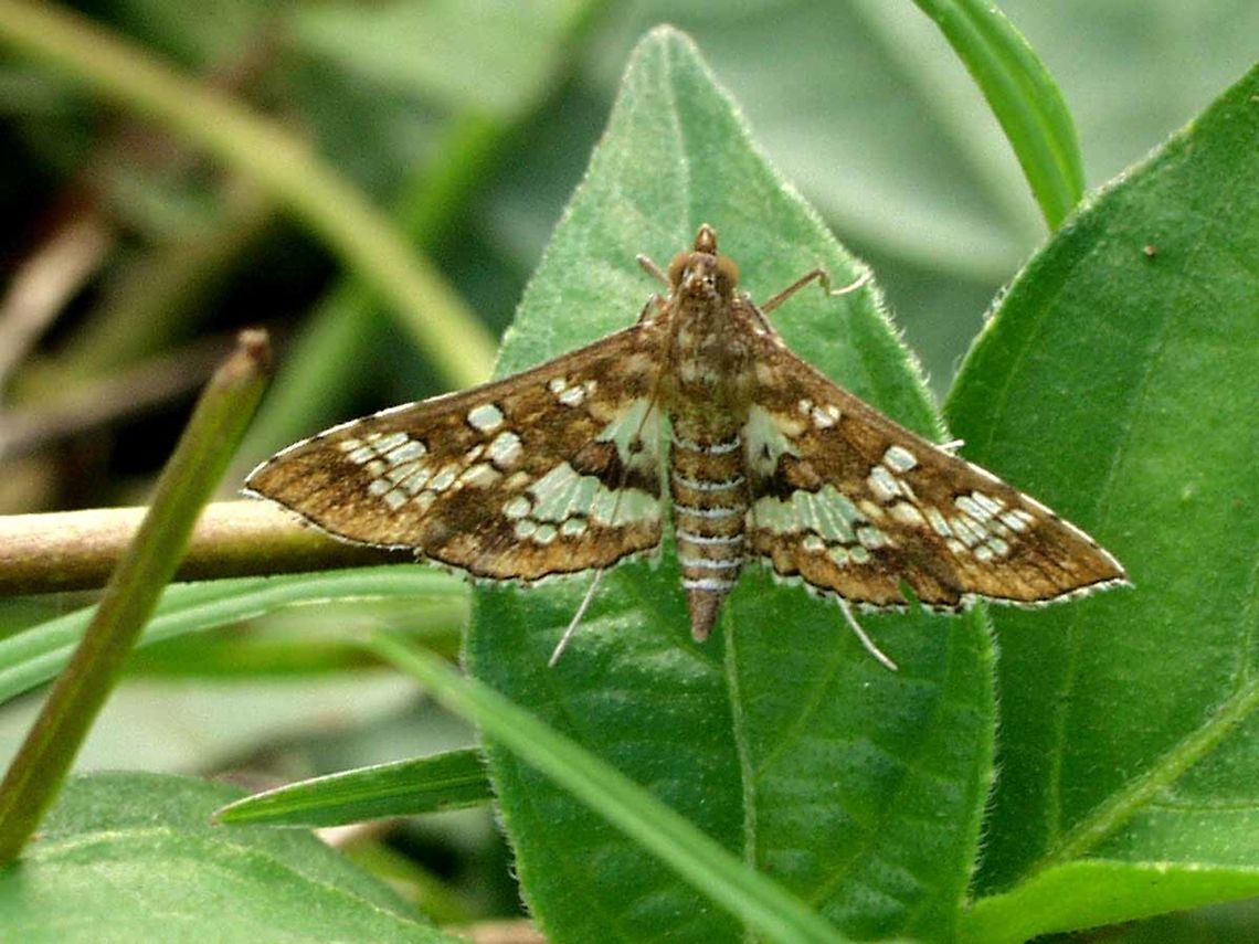 Sameodes cancellalis A small, unassuming moth. It was just there, convenient, so I fired off a set and kept these two shots.<br />
<br />
Location is Bandung, West Java, Indonesia. Alongside a stream and paddy fields.<br />
<figure class="photo"><a href="https://www.jungledragon.com/image/38670/sameodes_cancellalis.html" title="Sameodes cancellalis"><img src="https://s3.amazonaws.com/media.jungledragon.com/images/2784/38670_thumb.JPG?AWSAccessKeyId=05GMT0V3GWVNE7GGM1R2&Expires=1759968010&Signature=%2F85uUPFyuDdjkJXxjMXokwaMeyU%3D" width="200" height="200" alt="Sameodes cancellalis Location is Bandung, West Java, Indonesia. Alongside a stream and paddy fields.<br />
http://www.jungledragon.com/image/38669/moth_609.html/zoom Bandung,Geotagged,Indonesia,Java,Sameodes cancellalis,Spring,West Java,moth" /></a></figure> Bandung,Fall,Geotagged,Indonesia,Java,Sameodes cancellalis,Spring,West Java,moth