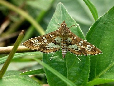 Sameodes cancellalis A small, unassuming moth. It was just there, convenient, so I fired off a set and kept these two shots.

Location is Bandung, West Java, Indonesia. Alongside a stream and paddy fields.
http://www.jungledragon.com/image/38670/moth_614.html Bandung,Fall,Geotagged,Indonesia,Java,Sameodes cancellalis,Spring,West Java,moth