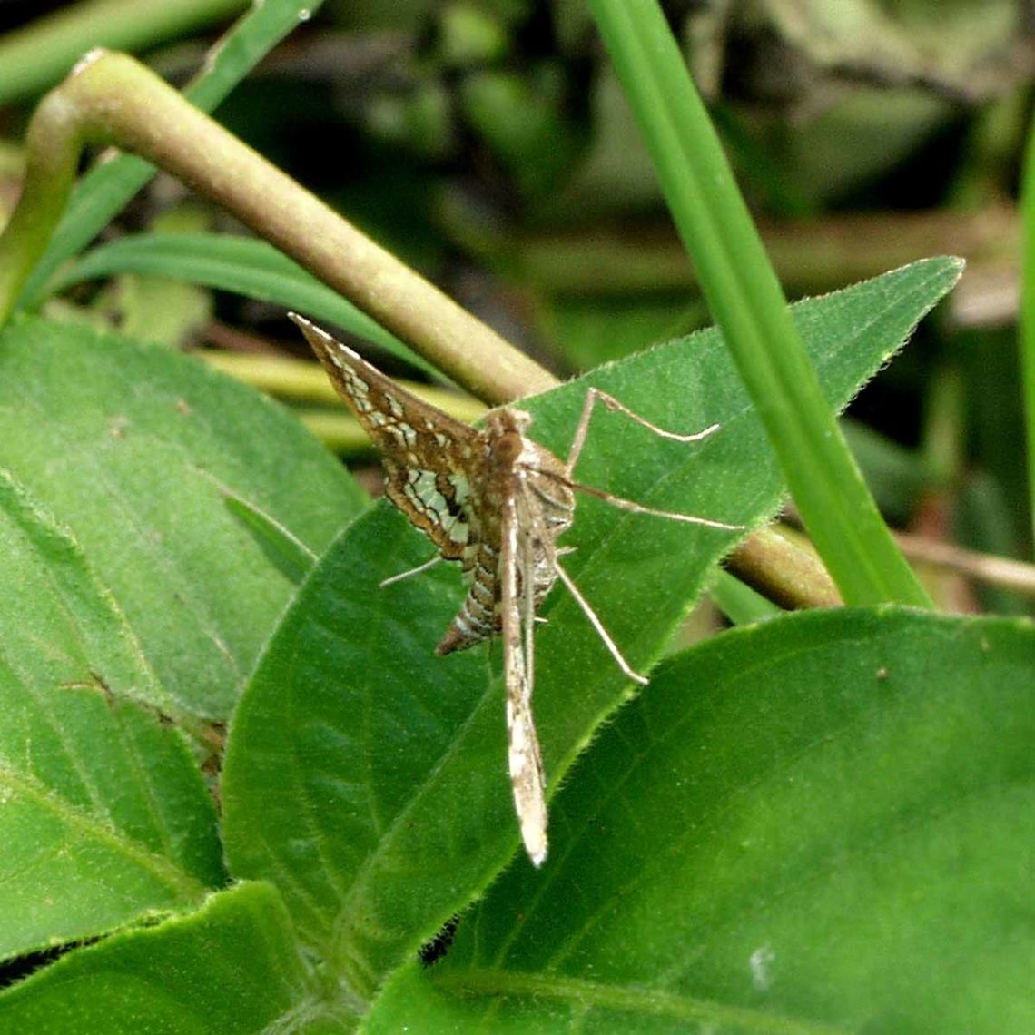 Sameodes cancellalis Location is Bandung, West Java, Indonesia. Alongside a stream and paddy fields.<br />
<a href="http://www.jungledragon.com/image/38669/moth_609.html/zoom" rel="nofollow">http://www.jungledragon.com/image/38669/moth_609.html/zoom</a> Bandung,Geotagged,Indonesia,Java,Sameodes cancellalis,Spring,West Java,moth
