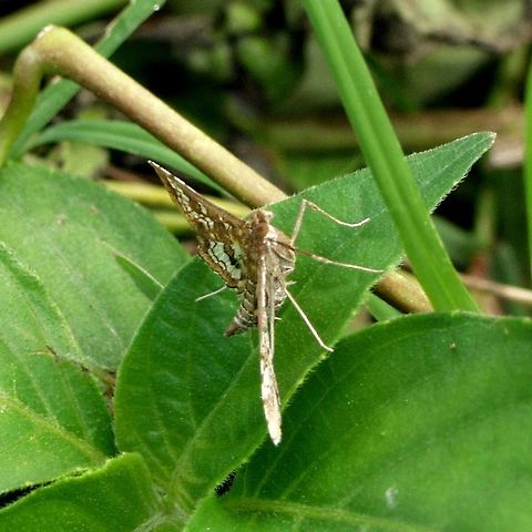 Sameodes cancellalis Location is Bandung, West Java, Indonesia. Alongside a stream and paddy fields.
http://www.jungledragon.com/image/38669/moth_609.html/zoom Bandung,Geotagged,Indonesia,Java,Sameodes cancellalis,Spring,West Java,moth