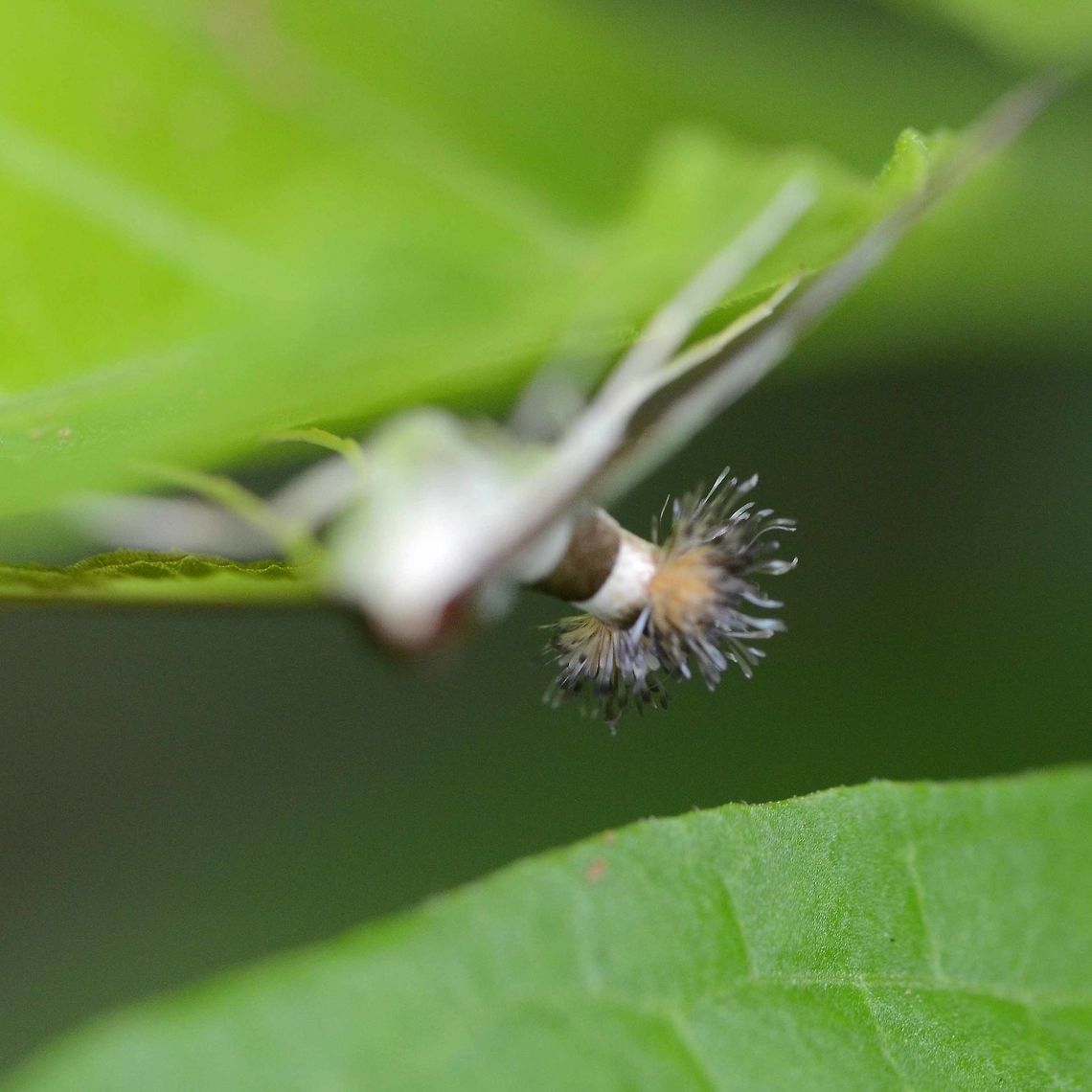 diaphania indica - cotton caterpillar moth I tried hard for a better shot, but this moth was very shy and elusive. It would always scramble to the underside of leaves in the most inaccessible places. In the end I lost it, and was left with only these two images.<br />
<br />
Location is Bandung, West Java, Indonesia. Alongside a stream and paddy fields.<br />
<figure class="photo"><a href="https://www.jungledragon.com/image/38674/diaphania_indica_-_cotton_caterpillar_moth.html" title="diaphania indica - cotton caterpillar moth"><img src="https://s3.amazonaws.com/media.jungledragon.com/images/2784/38674_thumb.JPG?AWSAccessKeyId=05GMT0V3GWVNE7GGM1R2&Expires=1770854410&Signature=DttPNEKVXWjFFG5MA4%2FX1q31ipQ%3D" width="200" height="200" alt="diaphania indica - cotton caterpillar moth Location is Bandung, West Java, Indonesia. Alongside a stream and paddy fields.<br />
http://www.jungledragon.com/image/38672/moth_pompom_4107.html Bandung,Cucumber moth,Diaphania indica,Geotagged,Indonesia,Java,West Java,Winter,cotton caterpillar moth,moth" /></a></figure> Bandung,Cucumber moth,Diaphania indica,Geotagged,Indonesia,Java,West Java,Winter,cotton caterpillar moth,moth