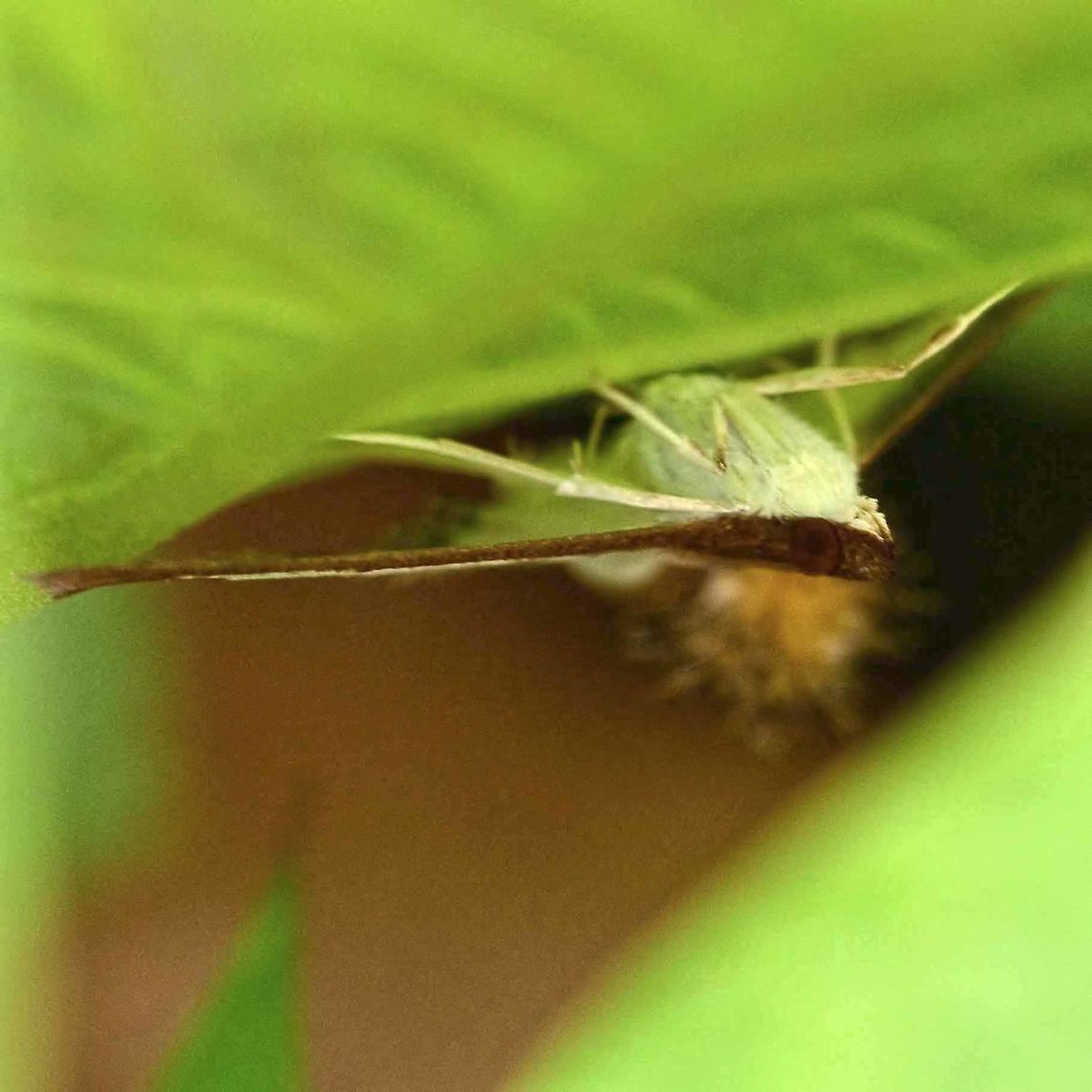 diaphania indica - cotton caterpillar moth Location is Bandung, West Java, Indonesia. Alongside a stream and paddy fields.<br />
<figure class="photo"><a href="https://www.jungledragon.com/image/38672/diaphania_indica_-_cotton_caterpillar_moth.html" title="diaphania indica - cotton caterpillar moth"><img src="https://s3.amazonaws.com/media.jungledragon.com/images/2784/38672_thumb.JPG?AWSAccessKeyId=05GMT0V3GWVNE7GGM1R2&Expires=1759968010&Signature=cygFWCzxPvvQRGsnXF8A6uU5Jek%3D" width="200" height="200" alt="diaphania indica - cotton caterpillar moth I tried hard for a better shot, but this moth was very shy and elusive. It would always scramble to the underside of leaves in the most inaccessible places. In the end I lost it, and was left with only these two images.<br />
<br />
Location is Bandung, West Java, Indonesia. Alongside a stream and paddy fields.<br />
http://www.jungledragon.com/image/38674/moth_pompom_4108.html Bandung,Cucumber moth,Diaphania indica,Geotagged,Indonesia,Java,West Java,Winter,cotton caterpillar moth,moth" /></a></figure> Bandung,Cucumber moth,Diaphania indica,Geotagged,Indonesia,Java,West Java,Winter,cotton caterpillar moth,moth