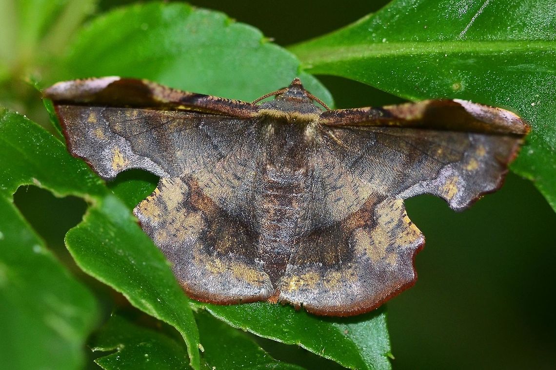 Fascellina chromataria I have been fortunate to have two goes at this master of camouflage. The first time, I was disappointed in the result, due to the curved wing giving me focus problems. Two years later, I got my second opportunity (this shot) and went straight in for a stacked shot solution, as the only way to get the depth of field in the extremely low light.<br />
<br />
Location is Bandung, West Java, Indonesia. Alongside a stream and paddy fields.<br />
 Bandung,Fascellina chromataria,Geotagged,Indonesia,Java,Summer,West Java,Winter,camouflage,moth