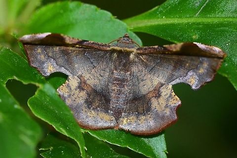 Fascellina chromataria I have been fortunate to have two goes at this master of camouflage. The first time, I was disappointed in the result, due to the curved wing giving me focus problems. Two years later, I got my second opportunity (this shot) and went straight in for a stacked shot solution, as the only way to get the depth of field in the extremely low light.

Location is Bandung, West Java, Indonesia. Alongside a stream and paddy fields.
 Bandung,Fascellina chromataria,Geotagged,Indonesia,Java,Summer,West Java,Winter,camouflage,moth