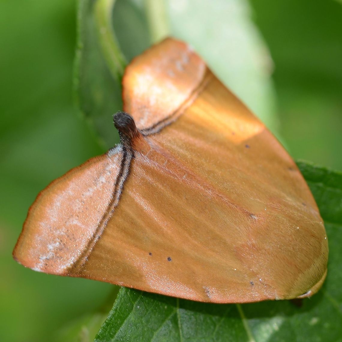 Nolidae, Diehlea tumida Moths are butterflies that chose to live in the night. Consequently, they had to evolve a defence strategy to get them through the day. The earliest fossils are 50Ma years old, so plenty of time for evolution to do its magic. In fact, butterflies are moths that chose to live in the day.<br />
<br />
Location is Bandung, West Java, Indonesia. Alongside a stream and paddy fields.<br />
<figure class="photo"><a href="https://www.jungledragon.com/image/38695/nolidae_diehlea_tumida.html" title="Nolidae, Diehlea tumida"><img src="https://s3.amazonaws.com/media.jungledragon.com/images/2784/38695_thumb.jpg?AWSAccessKeyId=05GMT0V3GWVNE7GGM1R2&Expires=1769040010&Signature=odSHnvYPF3zY3yrBgQH9ngqRz%2B8%3D" width="200" height="200" alt="Nolidae, Diehlea tumida Location is Bandung, West Java, Indonesia. Alongside a stream and paddy fields.<br />
http://www.jungledragon.com/image/38693/moth_leaf_2634.html Bandung,Diehlea tumida,Geotagged,Indonesia,Java,Summer,West Java,camouflage,moth,nolid" /></a></figure><br />
<figure class="photo"><a href="https://www.jungledragon.com/image/38694/nolidae_diehlea_tumida.html" title="Nolidae, Diehlea tumida"><img src="https://s3.amazonaws.com/media.jungledragon.com/images/2784/38694_thumb.JPG?AWSAccessKeyId=05GMT0V3GWVNE7GGM1R2&Expires=1769040010&Signature=KdDF7%2BxBMBvUcYg77lRbgwF6Obo%3D" width="200" height="134" alt="Nolidae, Diehlea tumida Location is Bandung, West Java, Indonesia. Alongside a stream and paddy fields.<br />
http://www.jungledragon.com/image/38693/moth_leaf_2634.html Bandung,Diehlea tumida,Geotagged,Indonesia,Java,Summer,West Java,camouflage,moth,moth week 2018,nolid" /></a></figure> Bandung,Diehlea tumida,Fall,Geotagged,Indonesia,Java,West Java,camouflage,moth,nolid