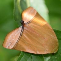 Nolidae, Diehlea tumida Moths are butterflies that chose to live in the night. Consequently, they had to evolve a defence strategy to get them through the day. The earliest fossils are 50Ma years old, so plenty of time for evolution to do its magic. In fact, butterflies are moths that chose to live in the day.<br />
<br />
Location is Bandung, West Java, Indonesia. Alongside a stream and paddy fields.<br />
http://www.jungledragon.com/image/38695/moth_seedhead_8095.html<br />
http://www.jungledragon.com/image/38694/moth_nolid_9516.html Bandung,Diehlea tumida,Fall,Geotagged,Indonesia,Java,West Java,camouflage,moth,nolid