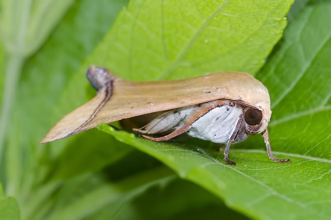 Nolidae, Diehlea tumida Location is Bandung, West Java, Indonesia. Alongside a stream and paddy fields.<br />
<figure class="photo"><a href="https://www.jungledragon.com/image/38693/nolidae_diehlea_tumida.html" title="Nolidae, Diehlea tumida"><img src="https://s3.amazonaws.com/media.jungledragon.com/images/2784/38693_thumb.jpg?AWSAccessKeyId=05GMT0V3GWVNE7GGM1R2&Expires=1759968010&Signature=rp0%2Fom86Uqle6RfBJlu3PoUH4eI%3D" width="200" height="200" alt="Nolidae, Diehlea tumida Moths are butterflies that chose to live in the night. Consequently, they had to evolve a defence strategy to get them through the day. The earliest fossils are 50Ma years old, so plenty of time for evolution to do its magic. In fact, butterflies are moths that chose to live in the day.<br />
<br />
Location is Bandung, West Java, Indonesia. Alongside a stream and paddy fields.<br />
http://www.jungledragon.com/image/38695/moth_seedhead_8095.html<br />
http://www.jungledragon.com/image/38694/moth_nolid_9516.html Bandung,Diehlea tumida,Fall,Geotagged,Indonesia,Java,West Java,camouflage,moth,nolid" /></a></figure> Bandung,Diehlea tumida,Geotagged,Indonesia,Java,Summer,West Java,camouflage,moth,moth week 2018,nolid