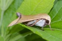 Nolidae, Diehlea tumida Location is Bandung, West Java, Indonesia. Alongside a stream and paddy fields.<br />
http://www.jungledragon.com/image/38693/moth_leaf_2634.html Bandung,Diehlea tumida,Geotagged,Indonesia,Java,Summer,West Java,camouflage,moth,moth week 2018,nolid