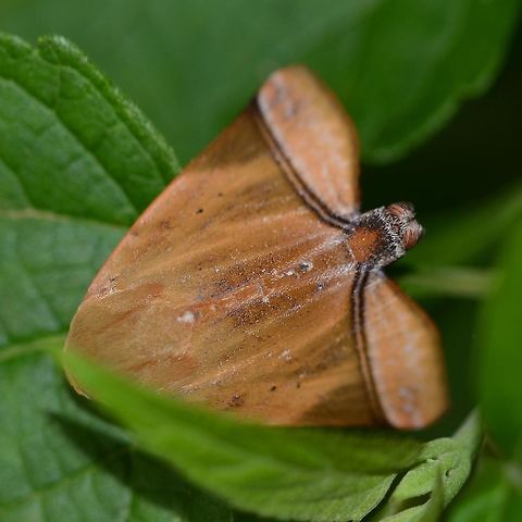 Nolidae, Diehlea tumida Location is Bandung, West Java, Indonesia. Alongside a stream and paddy fields.
http://www.jungledragon.com/image/38693/moth_leaf_2634.html Bandung,Diehlea tumida,Geotagged,Indonesia,Java,Summer,West Java,camouflage,moth,nolid