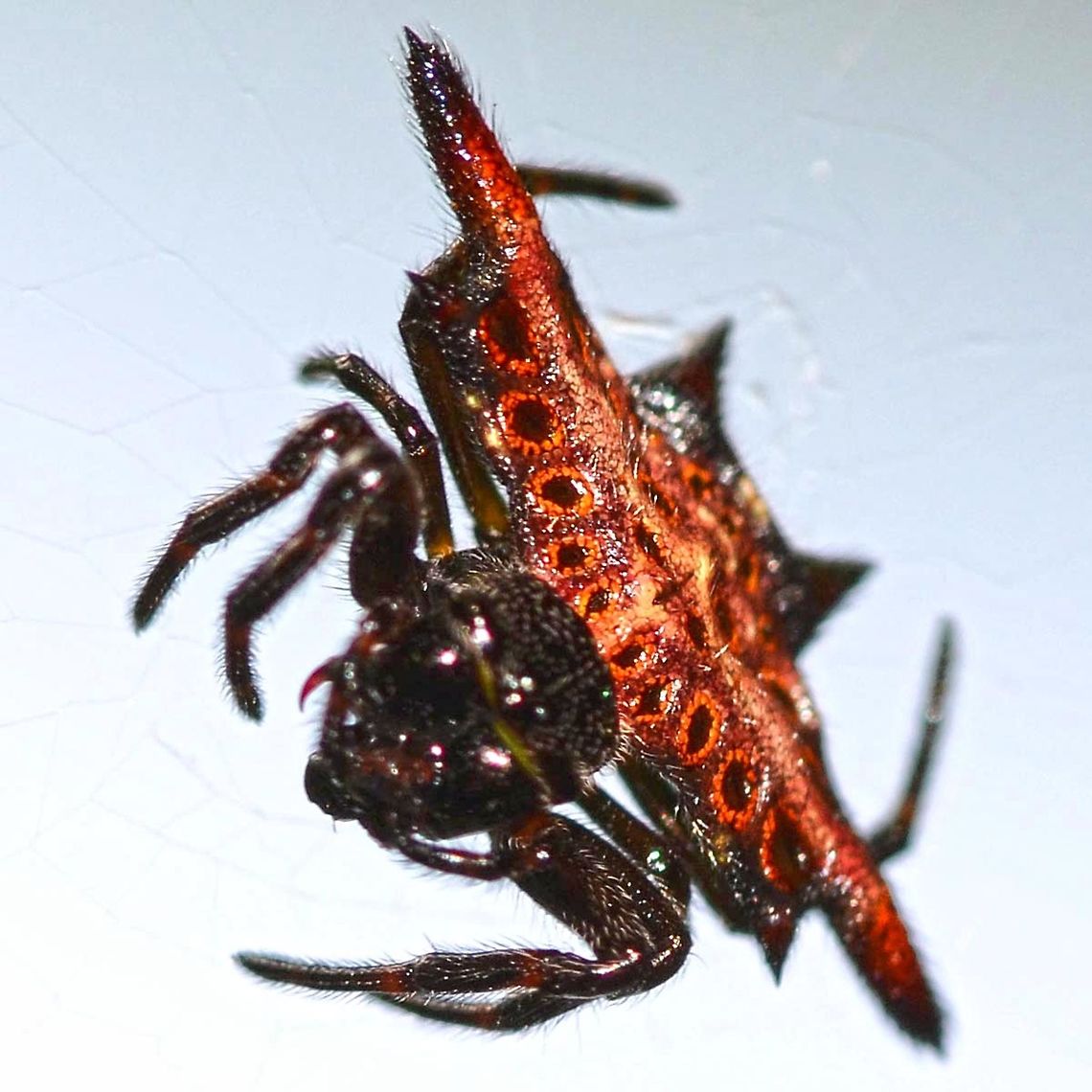 Gasteracantha sp. - Spiny Orb Weaver Location is Bandung, West Java, Indonesia. Alongside a stream and paddy fields.<br />
<figure class="photo"><a href="https://www.jungledragon.com/image/38721/gasteracantha_sp._-_spiny_orb_weaver.html" title="Gasteracantha sp. - Spiny Orb Weaver"><img src="https://s3.amazonaws.com/media.jungledragon.com/images/2784/38721_thumb.jpg?AWSAccessKeyId=05GMT0V3GWVNE7GGM1R2&Expires=1770854410&Signature=n7X1O3RDQLYpJfuGRLhm7VniCEs%3D" width="200" height="200" alt="Gasteracantha sp. - Spiny Orb Weaver Gasteracantha spiny orb weaver spiders are an amazing sight to behold. I still remember the first one that I ever saw, before I started all this bugging around. I had no idea what it was, and with no internet, no way of finding out. For all I knew, it could have been deadly poisonous, so I gave it a wide berth.<br />
<br />
I can find very similar species, but no match. If the species is documented, then the information is not readily available on the web. For example; G. westringi of Australia is very close.<br />
<br />
Location is Bandung, West Java, Indonesia. Alongside a stream and paddy fields.<br />
http://www.jungledragon.com/image/38719/spider_crab_3998.html<br />
http://www.jungledragon.com/image/38720/spider_crab_3893.html Bandung,Fall,Geotagged,Indonesia,Java,West Java,ananeidae,arachnid,spider,spiny orb weaver,web" /></a></figure> Bandung,Geotagged,Indonesia,Java,West Java,Winter,ananeidae,arachnid,spider,spiny orb weaver,web