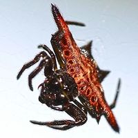 Gasteracantha sp. - Spiny Orb Weaver Location is Bandung, West Java, Indonesia. Alongside a stream and paddy fields.<br />
http://www.jungledragon.com/image/38721/spider_crab_3976.html Bandung,Geotagged,Indonesia,Java,West Java,Winter,ananeidae,arachnid,spider,spiny orb weaver,web