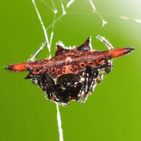 Gasteracantha sp. - Spiny Orb Weaver Location is Bandung, West Java, Indonesia. Alongside a stream and paddy fields.
http://www.jungledragon.com/image/38721/spider_crab_3976.html Bandung,Fall,Geotagged,Indonesia,Java,West Java,ananeidae,arachnid,spider,spiny orb weaver,web
