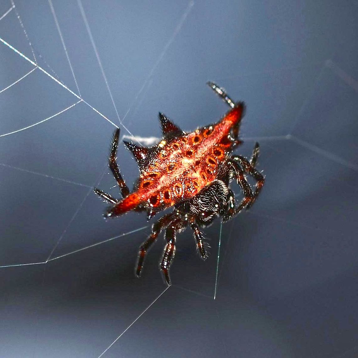 Gasteracantha sp. - Spiny Orb Weaver Gasteracantha spiny orb weaver spiders are an amazing sight to behold. I still remember the first one that I ever saw, before I started all this bugging around. I had no idea what it was, and with no internet, no way of finding out. For all I knew, it could have been deadly poisonous, so I gave it a wide berth.<br />
<br />
I can find very similar species, but no match. If the species is documented, then the information is not readily available on the web. For example; G. westringi of Australia is very close.<br />
<br />
Location is Bandung, West Java, Indonesia. Alongside a stream and paddy fields.<br />
<figure class="photo"><a href="https://www.jungledragon.com/image/38719/gasteracantha_sp._-_spiny_orb_weaver.html" title="Gasteracantha sp. - Spiny Orb Weaver"><img src="https://s3.amazonaws.com/media.jungledragon.com/images/2784/38719_thumb.jpg?AWSAccessKeyId=05GMT0V3GWVNE7GGM1R2&Expires=1770854410&Signature=q8dygzXyOs5Mvuoz5pYrocoqY9k%3D" width="200" height="200" alt="Gasteracantha sp. - Spiny Orb Weaver Location is Bandung, West Java, Indonesia. Alongside a stream and paddy fields.<br />
http://www.jungledragon.com/image/38721/spider_crab_3976.html Bandung,Geotagged,Indonesia,Java,West Java,Winter,ananeidae,arachnid,spider,spiny orb weaver,web" /></a></figure><br />
<figure class="photo"><a href="https://www.jungledragon.com/image/38720/gasteracantha_sp._-_spiny_orb_weaver.html" title="Gasteracantha sp. - Spiny Orb Weaver"><img src="https://s3.amazonaws.com/media.jungledragon.com/images/2784/38720_thumb.jpg?AWSAccessKeyId=05GMT0V3GWVNE7GGM1R2&Expires=1770854410&Signature=QZErCR%2FHT%2FvTfITczft%2BhyUTmtc%3D" width="200" height="200" alt="Gasteracantha sp. - Spiny Orb Weaver Location is Bandung, West Java, Indonesia. Alongside a stream and paddy fields.<br />
http://www.jungledragon.com/image/38721/spider_crab_3976.html Bandung,Fall,Geotagged,Indonesia,Java,West Java,ananeidae,arachnid,spider,spiny orb weaver,web" /></a></figure> Bandung,Fall,Geotagged,Indonesia,Java,West Java,ananeidae,arachnid,spider,spiny orb weaver,web