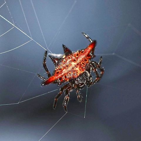 Gasteracantha sp. - Spiny Orb Weaver Gasteracantha spiny orb weaver spiders are an amazing sight to behold. I still remember the first one that I ever saw, before I started all this bugging around. I had no idea what it was, and with no internet, no way of finding out. For all I knew, it could have been deadly poisonous, so I gave it a wide berth.

I can find very similar species, but no match. If the species is documented, then the information is not readily available on the web. For example; G. westringi of Australia is very close.

Location is Bandung, West Java, Indonesia. Alongside a stream and paddy fields.
http://www.jungledragon.com/image/38719/spider_crab_3998.html
http://www.jungledragon.com/image/38720/spider_crab_3893.html Bandung,Fall,Geotagged,Indonesia,Java,West Java,ananeidae,arachnid,spider,spiny orb weaver,web