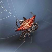 Gasteracantha sp. - Spiny Orb Weaver Gasteracantha spiny orb weaver spiders are an amazing sight to behold. I still remember the first one that I ever saw, before I started all this bugging around. I had no idea what it was, and with no internet, no way of finding out. For all I knew, it could have been deadly poisonous, so I gave it a wide berth.<br />
<br />
I can find very similar species, but no match. If the species is documented, then the information is not readily available on the web. For example; G. westringi of Australia is very close.<br />
<br />
Location is Bandung, West Java, Indonesia. Alongside a stream and paddy fields.<br />
http://www.jungledragon.com/image/38719/spider_crab_3998.html<br />
http://www.jungledragon.com/image/38720/spider_crab_3893.html Bandung,Fall,Geotagged,Indonesia,Java,West Java,ananeidae,arachnid,spider,spiny orb weaver,web