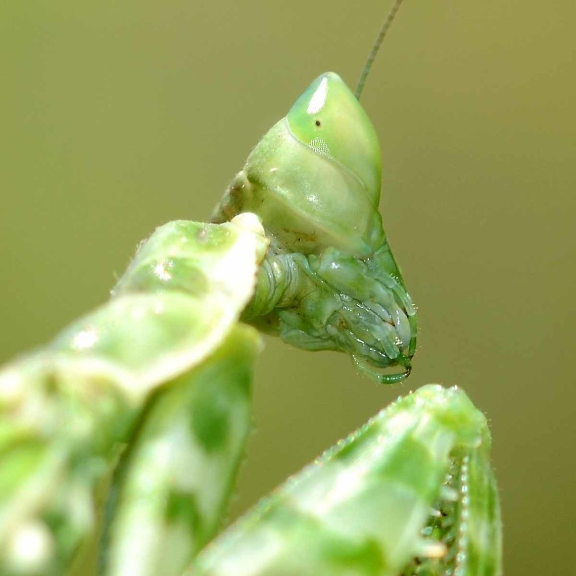 Creobroter gemmatus - Jeweled Flower Mantis Location is Bandung, West Java, Indonesia. Alongside a stream and paddy fields.<br />
<figure class="photo"><a href="https://www.jungledragon.com/image/38739/creobroter_gemmatus_-_jeweled_flower_mantis.html" title="Creobroter gemmatus - Jeweled Flower Mantis"><img src="https://s3.amazonaws.com/media.jungledragon.com/images/2784/38739_thumb.jpg?AWSAccessKeyId=05GMT0V3GWVNE7GGM1R2&Expires=1769040010&Signature=C6nL5LvStHyo0w%2F3LTZSy%2FvdNRs%3D" width="200" height="200" alt="Creobroter gemmatus - Jeweled Flower Mantis Mantids are probably the most photogenic of all bugs. Those huge, alien eyes that follow you everywhere, on that triangular head, just screams out &lsquo;extra-terrestrial&rsquo;. The mouth, just dripping with fingers. Those arms permanently poised to attack and pull the prey into a grizzly death. The slow, stealth of its rocking motion is enough to convince me to be a good boy, just in case reincarnation is a reality and bad boys come back as flies.<br />
<br />
Here are a few of my favourite flower mantis shots.<br />
<br />
Location is Bandung, West Java, Indonesia. Alongside a stream and paddy fields.<br />
http://www.jungledragon.com/image/38738/mantis_mouth_7363.html<br />
http://www.jungledragon.com/image/38740/creobroter_gemmatus_-_jeweled_flower_mantis_nymph.html Bandung,Creobroter gemmatus,Geotagged,Indonesia,Java,Jeweled flower mantis,Spring,West Java,flower mantis,jewelled flower mantis,mantis" /></a></figure> Bandung,Creobroter gemmatus,Geotagged,Indonesia,Java,Jeweled flower mantis,Spring,West Java,flower mantis,jewelled flower mantis,mantis
