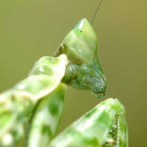 Creobroter gemmatus - Jeweled Flower Mantis Location is Bandung, West Java, Indonesia. Alongside a stream and paddy fields.
http://www.jungledragon.com/image/38739/mantis_flower_6291.html Bandung,Creobroter gemmatus,Geotagged,Indonesia,Java,Jeweled flower mantis,Spring,West Java,flower mantis,jewelled flower mantis,mantis
