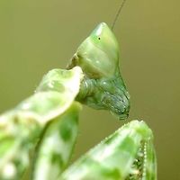 Creobroter gemmatus - Jeweled Flower Mantis Location is Bandung, West Java, Indonesia. Alongside a stream and paddy fields.<br />
http://www.jungledragon.com/image/38739/mantis_flower_6291.html Bandung,Creobroter gemmatus,Geotagged,Indonesia,Java,Jeweled flower mantis,Spring,West Java,flower mantis,jewelled flower mantis,mantis