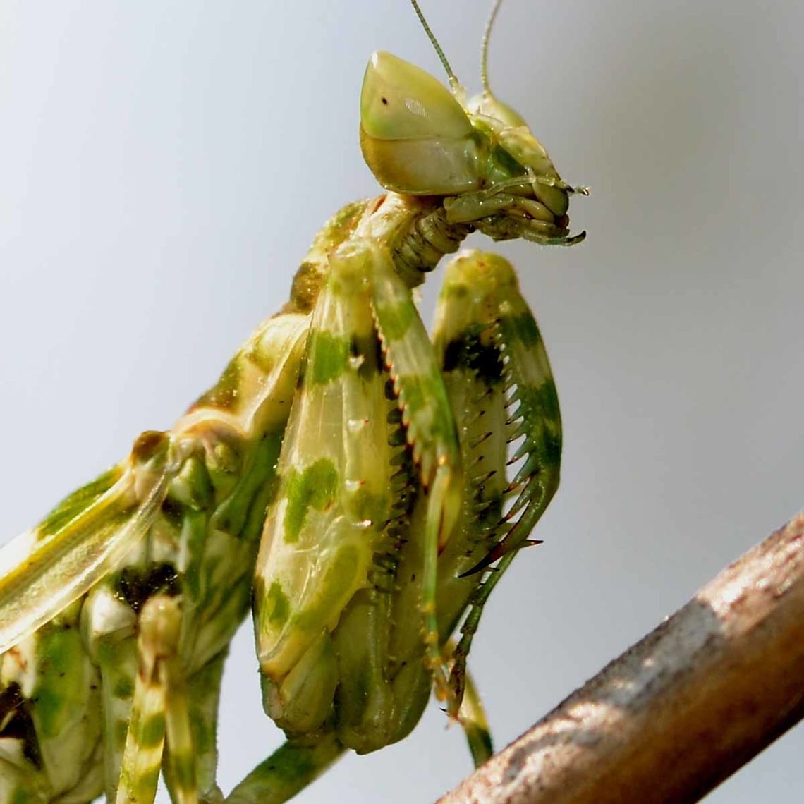 Creobroter gemmatus - Jeweled Flower Mantis Mantids are probably the most photogenic of all bugs. Those huge, alien eyes that follow you everywhere, on that triangular head, just screams out &lsquo;extra-terrestrial&rsquo;. The mouth, just dripping with fingers. Those arms permanently poised to attack and pull the prey into a grizzly death. The slow, stealth of its rocking motion is enough to convince me to be a good boy, just in case reincarnation is a reality and bad boys come back as flies.<br />
<br />
Here are a few of my favourite flower mantis shots.<br />
<br />
Location is Bandung, West Java, Indonesia. Alongside a stream and paddy fields.<br />
<figure class="photo"><a href="https://www.jungledragon.com/image/38738/creobroter_gemmatus_-_jeweled_flower_mantis.html" title="Creobroter gemmatus - Jeweled Flower Mantis"><img src="https://s3.amazonaws.com/media.jungledragon.com/images/2784/38738_thumb.jpg?AWSAccessKeyId=05GMT0V3GWVNE7GGM1R2&Expires=1759968010&Signature=nTnb9jGblJ46vMop%2FFq5ejxnBnc%3D" width="200" height="200" alt="Creobroter gemmatus - Jeweled Flower Mantis Location is Bandung, West Java, Indonesia. Alongside a stream and paddy fields.<br />
http://www.jungledragon.com/image/38739/mantis_flower_6291.html Bandung,Creobroter gemmatus,Geotagged,Indonesia,Java,Jeweled flower mantis,Spring,West Java,flower mantis,jewelled flower mantis,mantis" /></a></figure><br />
<figure class="photo"><a href="https://www.jungledragon.com/image/38740/creobroter_gemmatus_-_jeweled_flower_mantis_nymph.html" title="Creobroter gemmatus - Jeweled Flower Mantis Nymph"><img src="https://s3.amazonaws.com/media.jungledragon.com/images/2784/38740_thumb.jpg?AWSAccessKeyId=05GMT0V3GWVNE7GGM1R2&Expires=1759968010&Signature=J1tYM6%2FFqtc0Xy86SIwMN%2Fk6OtY%3D" width="200" height="200" alt="Creobroter gemmatus - Jeweled Flower Mantis Nymph This is a flower mantis nymph, my guess would be 3rd instar. The coloring is so different to the adults. Probably to do with where it spends its early development, amongst the woodwork of the bushes, picking off insects of a size that it can manage.<br />
<br />
Location is Bandung, West Java, Indonesia. Alongside a stream and paddy fields.<br />
http://www.jungledragon.com/image/38741/mantis_baby_2882.html<br />
http://www.jungledragon.com/image/38739/creobroter_gemmatus_-_jeweled_flower_mantis.html Bandung,Creobroter gemmatus,Geotagged,Indonesia,Java,Jeweled flower mantis,Summer,West Java,flower mantis,jewelled flower mantis,mantis,nymph" /></a></figure> Bandung,Creobroter gemmatus,Geotagged,Indonesia,Java,Jeweled flower mantis,Spring,West Java,flower mantis,jewelled flower mantis,mantis