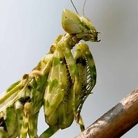 Creobroter gemmatus - Jeweled Flower Mantis Mantids are probably the most photogenic of all bugs. Those huge, alien eyes that follow you everywhere, on that triangular head, just screams out ‘extra-terrestrial’. The mouth, just dripping with fingers. Those arms permanently poised to attack and pull the prey into a grizzly death. The slow, stealth of its rocking motion is enough to convince me to be a good boy, just in case reincarnation is a reality and bad boys come back as flies.<br />
<br />
Here are a few of my favourite flower mantis shots.<br />
<br />
Location is Bandung, West Java, Indonesia. Alongside a stream and paddy fields.<br />
http://www.jungledragon.com/image/38738/mantis_mouth_7363.html<br />
http://www.jungledragon.com/image/38740/creobroter_gemmatus_-_jeweled_flower_mantis_nymph.html Bandung,Creobroter gemmatus,Geotagged,Indonesia,Java,Jeweled flower mantis,Spring,West Java,flower mantis,jewelled flower mantis,mantis
