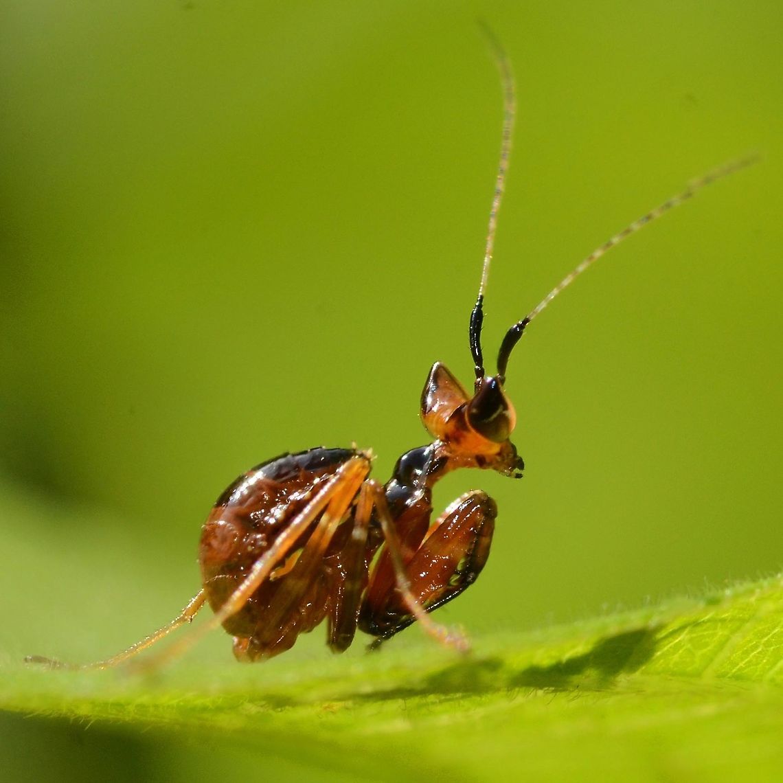 Creobroter gemmatus - Jeweled Flower Mantis Nymph This is a flower mantis nymph, my guess would be 3rd instar. The coloring is so different to the adults. Probably to do with where it spends its early development, amongst the woodwork of the bushes, picking off insects of a size that it can manage.<br />
<br />
Location is Bandung, West Java, Indonesia. Alongside a stream and paddy fields.<br />
<figure class="photo"><a href="https://www.jungledragon.com/image/38741/creobroter_gemmatus_-_jeweled_flower_mantis_nymph.html" title="Creobroter gemmatus - Jeweled Flower Mantis Nymph"><img src="https://s3.amazonaws.com/media.jungledragon.com/images/2784/38741_thumb.JPG?AWSAccessKeyId=05GMT0V3GWVNE7GGM1R2&Expires=1769040010&Signature=vWy5sJFJQonSqOQJU1K7uoPpG74%3D" width="200" height="200" alt="Creobroter gemmatus - Jeweled Flower Mantis Nymph This is a flower mantis nymph, my guess would be 2nd instar.<br />
<br />
Location is Bandung, West Java, Indonesia. Alongside a stream and paddy fields.<br />
http://www.jungledragon.com/image/38740/creobroter_gemmatus_-_jeweled_flower_mantis_nymph.html Bandung,Creobroter gemmatus,Geotagged,Indonesia,Java,Jeweled flower mantis,West Java,Winter,flower mantis,jewelled flower mantis,mantis,nymph" /></a></figure><br />
<figure class="photo"><a href="https://www.jungledragon.com/image/38739/creobroter_gemmatus_-_jeweled_flower_mantis.html" title="Creobroter gemmatus - Jeweled Flower Mantis"><img src="https://s3.amazonaws.com/media.jungledragon.com/images/2784/38739_thumb.jpg?AWSAccessKeyId=05GMT0V3GWVNE7GGM1R2&Expires=1769040010&Signature=C6nL5LvStHyo0w%2F3LTZSy%2FvdNRs%3D" width="200" height="200" alt="Creobroter gemmatus - Jeweled Flower Mantis Mantids are probably the most photogenic of all bugs. Those huge, alien eyes that follow you everywhere, on that triangular head, just screams out &lsquo;extra-terrestrial&rsquo;. The mouth, just dripping with fingers. Those arms permanently poised to attack and pull the prey into a grizzly death. The slow, stealth of its rocking motion is enough to convince me to be a good boy, just in case reincarnation is a reality and bad boys come back as flies.<br />
<br />
Here are a few of my favourite flower mantis shots.<br />
<br />
Location is Bandung, West Java, Indonesia. Alongside a stream and paddy fields.<br />
http://www.jungledragon.com/image/38738/mantis_mouth_7363.html<br />
http://www.jungledragon.com/image/38740/creobroter_gemmatus_-_jeweled_flower_mantis_nymph.html Bandung,Creobroter gemmatus,Geotagged,Indonesia,Java,Jeweled flower mantis,Spring,West Java,flower mantis,jewelled flower mantis,mantis" /></a></figure> Bandung,Creobroter gemmatus,Geotagged,Indonesia,Java,Jeweled flower mantis,Summer,West Java,flower mantis,jewelled flower mantis,mantis,nymph