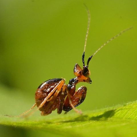 Creobroter gemmatus - Jeweled Flower Mantis Nymph This is a flower mantis nymph, my guess would be 3rd instar. The coloring is so different to the adults. Probably to do with where it spends its early development, amongst the woodwork of the bushes, picking off insects of a size that it can manage.

Location is Bandung, West Java, Indonesia. Alongside a stream and paddy fields.
http://www.jungledragon.com/image/38741/mantis_baby_2882.html
http://www.jungledragon.com/image/38739/creobroter_gemmatus_-_jeweled_flower_mantis.html Bandung,Creobroter gemmatus,Geotagged,Indonesia,Java,Jeweled flower mantis,Summer,West Java,flower mantis,jewelled flower mantis,mantis,nymph