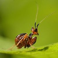 Creobroter gemmatus - Jeweled Flower Mantis Nymph This is a flower mantis nymph, my guess would be 3rd instar. The coloring is so different to the adults. Probably to do with where it spends its early development, amongst the woodwork of the bushes, picking off insects of a size that it can manage.<br />
<br />
Location is Bandung, West Java, Indonesia. Alongside a stream and paddy fields.<br />
http://www.jungledragon.com/image/38741/mantis_baby_2882.html<br />
http://www.jungledragon.com/image/38739/creobroter_gemmatus_-_jeweled_flower_mantis.html Bandung,Creobroter gemmatus,Geotagged,Indonesia,Java,Jeweled flower mantis,Summer,West Java,flower mantis,jewelled flower mantis,mantis,nymph
