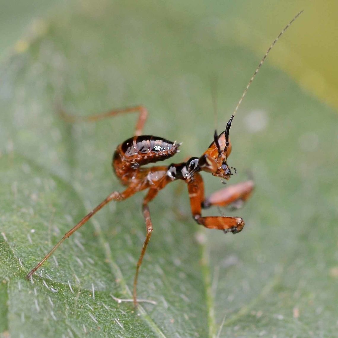 Creobroter gemmatus - Jeweled Flower Mantis Nymph This is a flower mantis nymph, my guess would be 2nd instar.<br />
<br />
Location is Bandung, West Java, Indonesia. Alongside a stream and paddy fields.<br />
<figure class="photo"><a href="https://www.jungledragon.com/image/38740/creobroter_gemmatus_-_jeweled_flower_mantis_nymph.html" title="Creobroter gemmatus - Jeweled Flower Mantis Nymph"><img src="https://s3.amazonaws.com/media.jungledragon.com/images/2784/38740_thumb.jpg?AWSAccessKeyId=05GMT0V3GWVNE7GGM1R2&Expires=1769040010&Signature=lTPLwPFPA18Is5V2eMt1HIEVOMk%3D" width="200" height="200" alt="Creobroter gemmatus - Jeweled Flower Mantis Nymph This is a flower mantis nymph, my guess would be 3rd instar. The coloring is so different to the adults. Probably to do with where it spends its early development, amongst the woodwork of the bushes, picking off insects of a size that it can manage.<br />
<br />
Location is Bandung, West Java, Indonesia. Alongside a stream and paddy fields.<br />
http://www.jungledragon.com/image/38741/mantis_baby_2882.html<br />
http://www.jungledragon.com/image/38739/creobroter_gemmatus_-_jeweled_flower_mantis.html Bandung,Creobroter gemmatus,Geotagged,Indonesia,Java,Jeweled flower mantis,Summer,West Java,flower mantis,jewelled flower mantis,mantis,nymph" /></a></figure> Bandung,Creobroter gemmatus,Geotagged,Indonesia,Java,Jeweled flower mantis,West Java,Winter,flower mantis,jewelled flower mantis,mantis,nymph