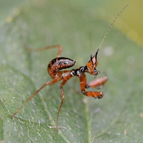 Creobroter gemmatus - Jeweled Flower Mantis Nymph This is a flower mantis nymph, my guess would be 2nd instar.

Location is Bandung, West Java, Indonesia. Alongside a stream and paddy fields.
http://www.jungledragon.com/image/38740/creobroter_gemmatus_-_jeweled_flower_mantis_nymph.html Bandung,Creobroter gemmatus,Geotagged,Indonesia,Java,Jeweled flower mantis,West Java,Winter,flower mantis,jewelled flower mantis,mantis,nymph