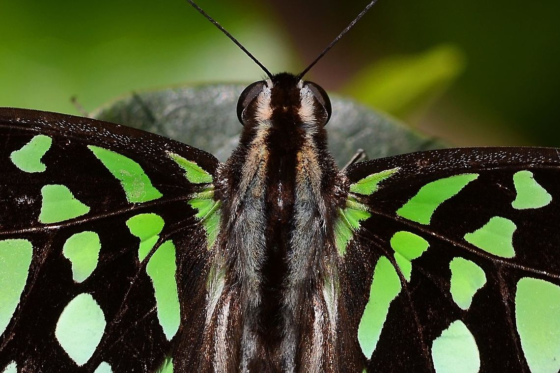 Graphium agamemnon - Tailed Jay Location is Bandung, West Java, Indonesia. Alongside a stream and paddy fields.<br />
<figure class="photo"><a href="https://www.jungledragon.com/image/38828/graphium_agamemnon_-_tailed_jay.html" title="Graphium agamemnon - Tailed Jay"><img src="https://s3.amazonaws.com/media.jungledragon.com/images/2784/38828_thumb.jpg?AWSAccessKeyId=05GMT0V3GWVNE7GGM1R2&Expires=1759968010&Signature=Y6rGUjCOwT8%2FM%2FH6kqpzqlPZbuc%3D" width="200" height="130" alt="Graphium agamemnon - Tailed Jay Time to put some paps up. I am very lucky in that I have managed to collect images of 9 species, of which this is my favourite. Not because it is rare, but it was the first butterfly, when I started this bugging game, to make me go &lsquo;WOW!&rsquo;<br />
<br />
There are enough that if I make an effort, I can find one any day, but getting a photograph is a different matter. They always seem to be just out of reach, and they are very cautious. Once you spook one, you will not get a second chance today so you might as well move on.<br />
<br />
Location is Bandung, West Java, Indonesia. Alongside a stream and paddy fields.<br />
http://www.jungledragon.com/image/38827/bf_tailed_jay_6507.html<br />
http://www.jungledragon.com/image/38829/graphium_agamemnon_-_tailed_jay.html Bandung,Fall,Geotagged,Graphium agamemnon,Indonesia,Java,Tailed Jay,West Java,butterfly,papilio,papilionidae,tailed jay" /></a></figure> Bandung,Geotagged,Graphium agamemnon,Indonesia,Java,Summer,Tailed Jay,West Java,butterfly,papilio,papilionidae,tailed jay