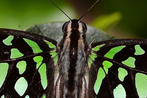 Graphium agamemnon - Tailed Jay Location is Bandung, West Java, Indonesia. Alongside a stream and paddy fields.
http://www.jungledragon.com/image/38828/bf_pap_2484.html Bandung,Geotagged,Graphium agamemnon,Indonesia,Java,Summer,Tailed Jay,West Java,butterfly,papilio,papilionidae,tailed jay
