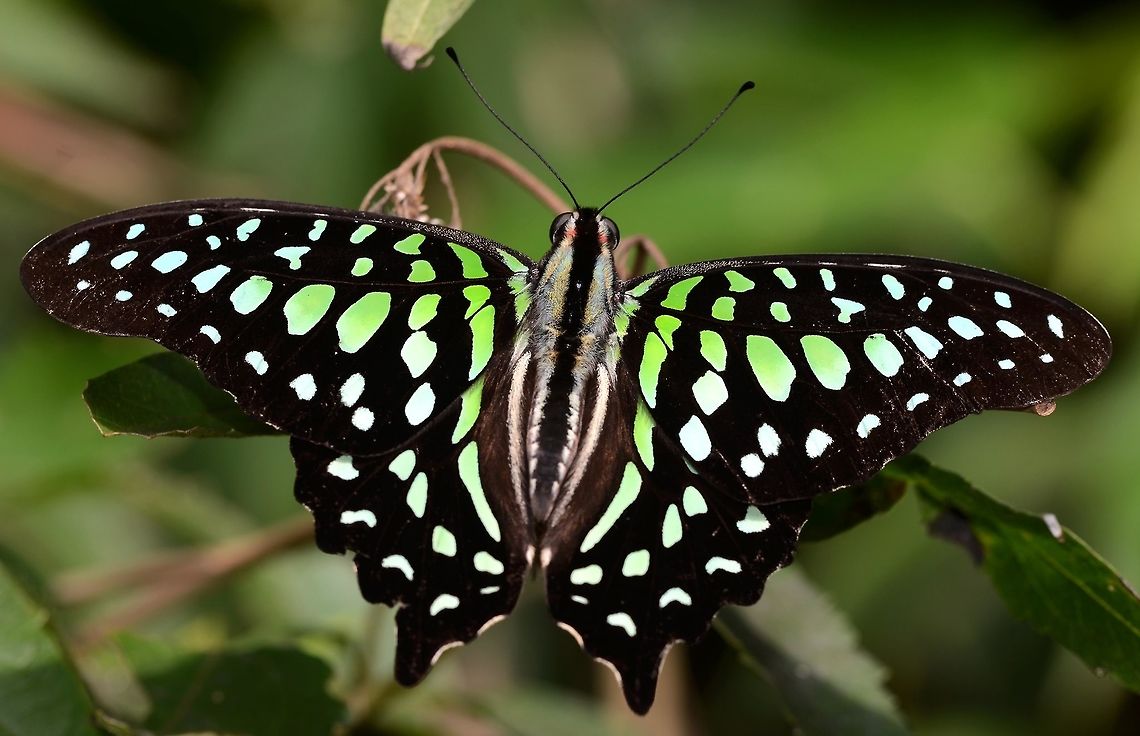 Graphium agamemnon - Tailed Jay Time to put some paps up. I am very lucky in that I have managed to collect images of 9 species, of which this is my favourite. Not because it is rare, but it was the first butterfly, when I started this bugging game, to make me go &lsquo;WOW!&rsquo;<br />
<br />
There are enough that if I make an effort, I can find one any day, but getting a photograph is a different matter. They always seem to be just out of reach, and they are very cautious. Once you spook one, you will not get a second chance today so you might as well move on.<br />
<br />
Location is Bandung, West Java, Indonesia. Alongside a stream and paddy fields.<br />
<figure class="photo"><a href="https://www.jungledragon.com/image/38827/graphium_agamemnon_-_tailed_jay.html" title="Graphium agamemnon - Tailed Jay"><img src="https://s3.amazonaws.com/media.jungledragon.com/images/2784/38827_thumb.jpg?AWSAccessKeyId=05GMT0V3GWVNE7GGM1R2&Expires=1759968010&Signature=uzCqUWX6Ry9ym5XGeDJ%2B998Ccus%3D" width="200" height="134" alt="Graphium agamemnon - Tailed Jay Location is Bandung, West Java, Indonesia. Alongside a stream and paddy fields.<br />
http://www.jungledragon.com/image/38828/bf_pap_2484.html Bandung,Geotagged,Graphium agamemnon,Indonesia,Java,Summer,Tailed Jay,West Java,butterfly,papilio,papilionidae,tailed jay" /></a></figure><br />
<figure class="photo"><a href="https://www.jungledragon.com/image/38829/graphium_agamemnon_-_tailed_jay.html" title="Graphium agamemnon - Tailed Jay"><img src="https://s3.amazonaws.com/media.jungledragon.com/images/2784/38829_thumb.JPG?AWSAccessKeyId=05GMT0V3GWVNE7GGM1R2&Expires=1759968010&Signature=KVhsCjiC2u%2B%2Bo2BCpeEbiTBD3wg%3D" width="200" height="200" alt="Graphium agamemnon - Tailed Jay Location is Bandung, West Java, Indonesia. Alongside a stream and paddy fields.<br />
http://www.jungledragon.com/image/38828/bf_pap_2484.html Bandung,Geotagged,Graphium agamemnon,Indonesia,Java,Tailed Jay,West Java,Winter,butterfly,papilio,papilionidae,tailed jay" /></a></figure> Bandung,Fall,Geotagged,Graphium agamemnon,Indonesia,Java,Tailed Jay,West Java,butterfly,papilio,papilionidae,tailed jay