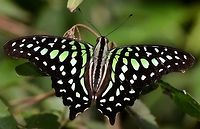 Graphium agamemnon - Tailed Jay Time to put some paps up. I am very lucky in that I have managed to collect images of 9 species, of which this is my favourite. Not because it is rare, but it was the first butterfly, when I started this bugging game, to make me go ‘WOW!’<br />
<br />
There are enough that if I make an effort, I can find one any day, but getting a photograph is a different matter. They always seem to be just out of reach, and they are very cautious. Once you spook one, you will not get a second chance today so you might as well move on.<br />
<br />
Location is Bandung, West Java, Indonesia. Alongside a stream and paddy fields.<br />
http://www.jungledragon.com/image/38827/bf_tailed_jay_6507.html<br />
http://www.jungledragon.com/image/38829/graphium_agamemnon_-_tailed_jay.html Bandung,Fall,Geotagged,Graphium agamemnon,Indonesia,Java,Tailed Jay,West Java,butterfly,papilio,papilionidae,tailed jay