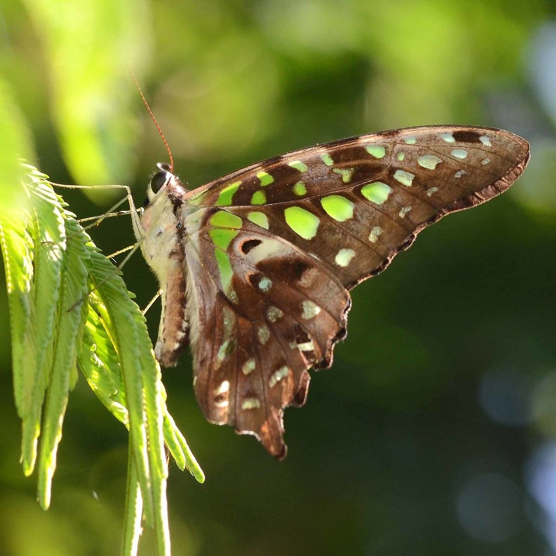 Graphium agamemnon - Tailed Jay Location is Bandung, West Java, Indonesia. Alongside a stream and paddy fields.<br />
<figure class="photo"><a href="https://www.jungledragon.com/image/38828/graphium_agamemnon_-_tailed_jay.html" title="Graphium agamemnon - Tailed Jay"><img src="https://s3.amazonaws.com/media.jungledragon.com/images/2784/38828_thumb.jpg?AWSAccessKeyId=05GMT0V3GWVNE7GGM1R2&Expires=1759968010&Signature=Y6rGUjCOwT8%2FM%2FH6kqpzqlPZbuc%3D" width="200" height="130" alt="Graphium agamemnon - Tailed Jay Time to put some paps up. I am very lucky in that I have managed to collect images of 9 species, of which this is my favourite. Not because it is rare, but it was the first butterfly, when I started this bugging game, to make me go &lsquo;WOW!&rsquo;<br />
<br />
There are enough that if I make an effort, I can find one any day, but getting a photograph is a different matter. They always seem to be just out of reach, and they are very cautious. Once you spook one, you will not get a second chance today so you might as well move on.<br />
<br />
Location is Bandung, West Java, Indonesia. Alongside a stream and paddy fields.<br />
http://www.jungledragon.com/image/38827/bf_tailed_jay_6507.html<br />
http://www.jungledragon.com/image/38829/graphium_agamemnon_-_tailed_jay.html Bandung,Fall,Geotagged,Graphium agamemnon,Indonesia,Java,Tailed Jay,West Java,butterfly,papilio,papilionidae,tailed jay" /></a></figure> Bandung,Geotagged,Graphium agamemnon,Indonesia,Java,Tailed Jay,West Java,Winter,butterfly,papilio,papilionidae,tailed jay