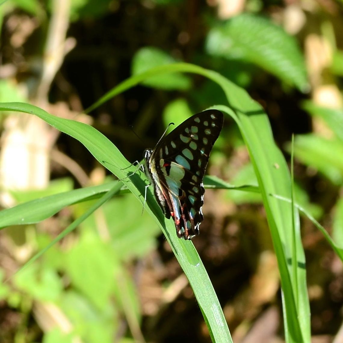 Graphium Doson evemonides - Common Jay Location is Bandung, West Java, Indonesia. Alongside a stream and paddy fields.<br />
<figure class="photo"><a href="https://www.jungledragon.com/image/38857/graphium_doson_evemonides_-_common_jay.html" title="Graphium Doson evemonides - Common Jay"><img src="https://s3.amazonaws.com/media.jungledragon.com/images/2784/38857_thumb.jpg?AWSAccessKeyId=05GMT0V3GWVNE7GGM1R2&Expires=1767225610&Signature=6ZnwXwLtI3rxhW4JVIPuAyI2dcE%3D" width="200" height="200" alt="Graphium Doson evemonides - Common Jay Common Jay, well that&rsquo;s a laugh. In three years, this was the only photo opportunity I managed. Several sightings, but this elusive butterfly prefers the tree canopies and very rarely settles within camera range. This is true for most paps.<br />
<br />
Location is Bandung, West Java, Indonesia. Alongside a stream and paddy fields.<br />
http://www.jungledragon.com/image/38856/bf_blue_pap_1267.html Bandung,Common Jay,Fall,Geotagged,Graphium doson,Indonesia,Java,West Java,butterfly,papilion,papilionidae" /></a></figure> Bandung,Common Jay,Fall,Geotagged,Graphium doson,Indonesia,Java,West Java,butterfly,papilion,papilionidae
