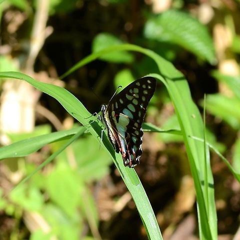 Graphium Doson evemonides - Common Jay Location is Bandung, West Java, Indonesia. Alongside a stream and paddy fields.
http://www.jungledragon.com/image/38857/bf_blue_pap_1265.html Bandung,Common Jay,Fall,Geotagged,Graphium doson,Indonesia,Java,West Java,butterfly,papilion,papilionidae