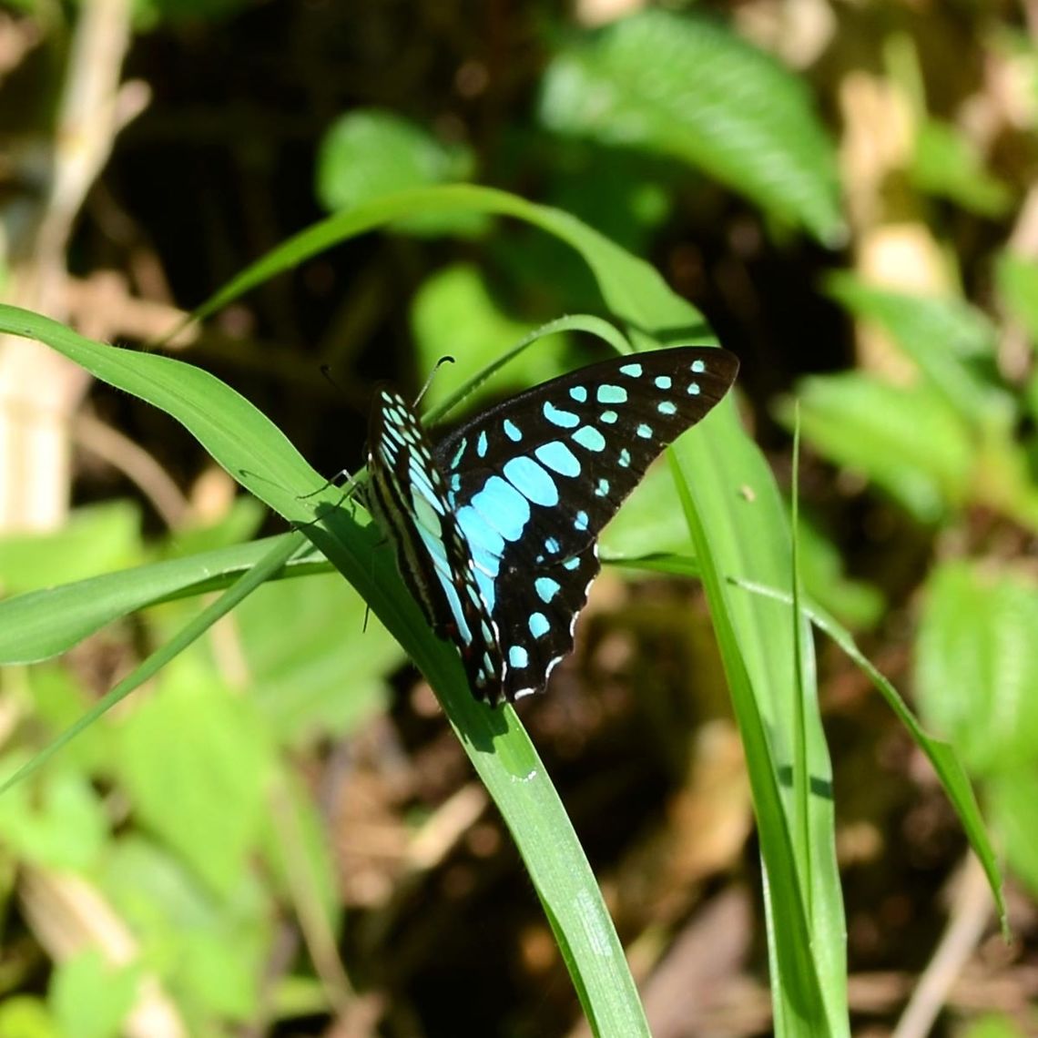 Graphium Doson evemonides - Common Jay Common Jay, well that&rsquo;s a laugh. In three years, this was the only photo opportunity I managed. Several sightings, but this elusive butterfly prefers the tree canopies and very rarely settles within camera range. This is true for most paps.<br />
<br />
Location is Bandung, West Java, Indonesia. Alongside a stream and paddy fields.<br />
<figure class="photo"><a href="https://www.jungledragon.com/image/38856/graphium_doson_evemonides_-_common_jay.html" title="Graphium Doson evemonides - Common Jay"><img src="https://s3.amazonaws.com/media.jungledragon.com/images/2784/38856_thumb.jpg?AWSAccessKeyId=05GMT0V3GWVNE7GGM1R2&Expires=1767225610&Signature=%2FrOwr52ulRGtKOleMrX6DRcECZg%3D" width="200" height="200" alt="Graphium Doson evemonides - Common Jay Location is Bandung, West Java, Indonesia. Alongside a stream and paddy fields.<br />
http://www.jungledragon.com/image/38857/bf_blue_pap_1265.html Bandung,Common Jay,Fall,Geotagged,Graphium doson,Indonesia,Java,West Java,butterfly,papilion,papilionidae" /></a></figure> Bandung,Common Jay,Fall,Geotagged,Graphium doson,Indonesia,Java,West Java,butterfly,papilion,papilionidae