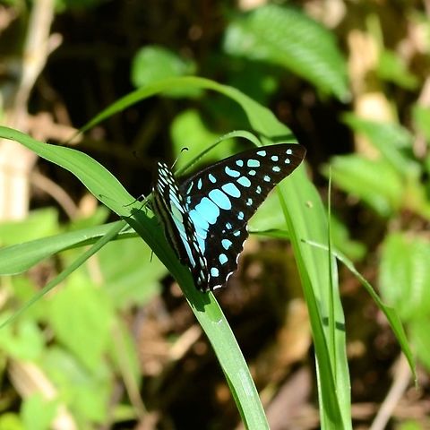 Graphium Doson evemonides - Common Jay Common Jay, well that&rsquo;s a laugh. In three years, this was the only photo opportunity I managed. Several sightings, but this elusive butterfly prefers the tree canopies and very rarely settles within camera range. This is true for most paps.

Location is Bandung, West Java, Indonesia. Alongside a stream and paddy fields.
http://www.jungledragon.com/image/38856/bf_blue_pap_1267.html Bandung,Common Jay,Fall,Geotagged,Graphium doson,Indonesia,Java,West Java,butterfly,papilion,papilionidae