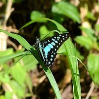 Graphium Doson evemonides - Common Jay Common Jay, well that’s a laugh. In three years, this was the only photo opportunity I managed. Several sightings, but this elusive butterfly prefers the tree canopies and very rarely settles within camera range. This is true for most paps.<br />
<br />
Location is Bandung, West Java, Indonesia. Alongside a stream and paddy fields.<br />
http://www.jungledragon.com/image/38856/bf_blue_pap_1267.html Bandung,Common Jay,Fall,Geotagged,Graphium doson,Indonesia,Java,West Java,butterfly,papilion,papilionidae