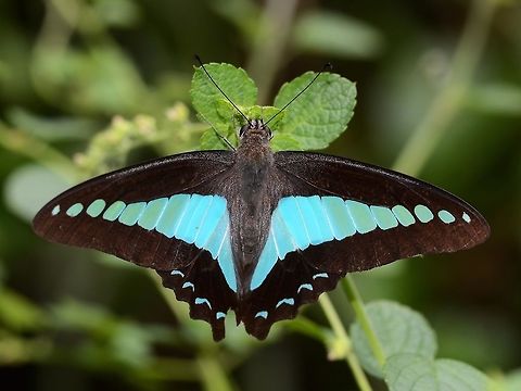 Graphium Sarpedon Luctatius - common Bluebottle Like the common Blue Jay, this is a monstrously difficult butterfly to photograph. They prefer to fly the high canopy, rarely coming down low enough for camera access. Another gorgeous butterfly that I feel fortunate to find locally.

Location is Bandung, West Java, Indonesia. Alongside a stream and paddy fields.
http://www.jungledragon.com/image/38868/bf_blue_5082.html
http://www.jungledragon.com/image/38870/bf_birdwing_blue_6158.html
http://www.jungledragon.com/image/38869/bf_blue_triangle_8717.html Bandung,Common Bluebottle,Fall,Geotagged,Graphium sarpedon,Indonesia,Java,West Java,common bluebottle,papilion,papilionidae