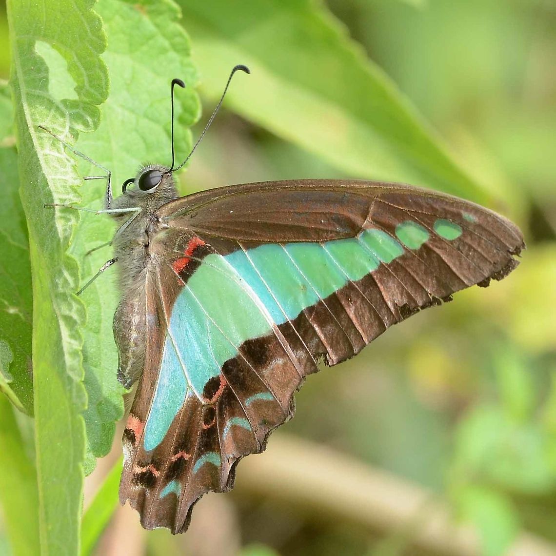 Graphium Sarpedon Luctatius - common Bluebottle Location is Bandung, West Java, Indonesia. Alongside a stream and paddy fields.<br />
<figure class="photo"><a href="https://www.jungledragon.com/image/38867/graphium_sarpedon_luctatius_-_common_bluebottle.html" title="Graphium Sarpedon Luctatius - common Bluebottle"><img src="https://s3.amazonaws.com/media.jungledragon.com/images/2784/38867_thumb.jpg?AWSAccessKeyId=05GMT0V3GWVNE7GGM1R2&Expires=1767225610&Signature=Ug5OuceRbn6RcZrAhyluwGfHYdk%3D" width="200" height="150" alt="Graphium Sarpedon Luctatius - common Bluebottle Like the common Blue Jay, this is a monstrously difficult butterfly to photograph. They prefer to fly the high canopy, rarely coming down low enough for camera access. Another gorgeous butterfly that I feel fortunate to find locally.<br />
<br />
Location is Bandung, West Java, Indonesia. Alongside a stream and paddy fields.<br />
http://www.jungledragon.com/image/38868/bf_blue_5082.html<br />
http://www.jungledragon.com/image/38870/bf_birdwing_blue_6158.html<br />
http://www.jungledragon.com/image/38869/bf_blue_triangle_8717.html Bandung,Common Bluebottle,Fall,Geotagged,Graphium sarpedon,Indonesia,Java,West Java,common bluebottle,papilion,papilionidae" /></a></figure> Bandung,Common Bluebottle,Geotagged,Graphium sarpedon,Indonesia,Java,Spring,West Java,common bluebottle,papilion,papilionidae