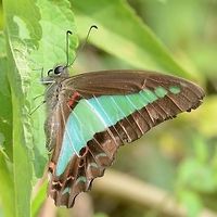 Graphium Sarpedon Luctatius - common Bluebottle Location is Bandung, West Java, Indonesia. Alongside a stream and paddy fields.<br />
http://www.jungledragon.com/image/38867/bf_bluebottle_2138.html Bandung,Common Bluebottle,Geotagged,Graphium sarpedon,Indonesia,Java,Spring,West Java,common bluebottle,papilion,papilionidae