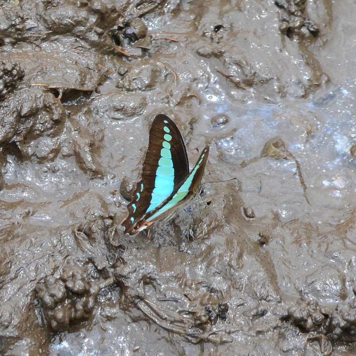 Graphium Sarpedon Luctatius - common Bluebottle Occasionally you are lucky enough to catch a Bluey mud puddling, but so shy that I could not get close. I tried lying down in the mud and waiting, but he would not return until I had left.<br />
<br />
Mud puddling is mostly done by the males. They suck up the nutrients and deliver to the female during mating.<br />
<br />
Location is Bandung, West Java, Indonesia. Alongside a stream and paddy fields.<br />
<figure class="photo"><a href="https://www.jungledragon.com/image/38867/graphium_sarpedon_luctatius_-_common_bluebottle.html" title="Graphium Sarpedon Luctatius - common Bluebottle"><img src="https://s3.amazonaws.com/media.jungledragon.com/images/2784/38867_thumb.jpg?AWSAccessKeyId=05GMT0V3GWVNE7GGM1R2&Expires=1767225610&Signature=Ug5OuceRbn6RcZrAhyluwGfHYdk%3D" width="200" height="150" alt="Graphium Sarpedon Luctatius - common Bluebottle Like the common Blue Jay, this is a monstrously difficult butterfly to photograph. They prefer to fly the high canopy, rarely coming down low enough for camera access. Another gorgeous butterfly that I feel fortunate to find locally.<br />
<br />
Location is Bandung, West Java, Indonesia. Alongside a stream and paddy fields.<br />
http://www.jungledragon.com/image/38868/bf_blue_5082.html<br />
http://www.jungledragon.com/image/38870/bf_birdwing_blue_6158.html<br />
http://www.jungledragon.com/image/38869/bf_blue_triangle_8717.html Bandung,Common Bluebottle,Fall,Geotagged,Graphium sarpedon,Indonesia,Java,West Java,common bluebottle,papilion,papilionidae" /></a></figure> Bandung,Common Bluebottle,Geotagged,Graphium sarpedon,Indonesia,Java,Spring,West Java,common bluebottle,mud puddling,papilion,papilionidae