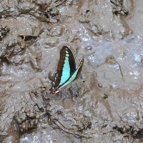 Graphium Sarpedon Luctatius - common Bluebottle Occasionally you are lucky enough to catch a Bluey mud puddling, but so shy that I could not get close. I tried lying down in the mud and waiting, but he would not return until I had left.

Mud puddling is mostly done by the males. They suck up the nutrients and deliver to the female during mating.

Location is Bandung, West Java, Indonesia. Alongside a stream and paddy fields.
http://www.jungledragon.com/image/38867/bf_bluebottle_2138.html Bandung,Common Bluebottle,Geotagged,Graphium sarpedon,Indonesia,Java,Spring,West Java,common bluebottle,mud puddling,papilion,papilionidae
